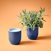 Violet Hour: Candle/Planter 2-in-1